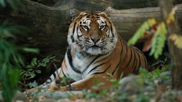 Covid-19: in Cile uno zoo vaccina nove felini e un orangotango