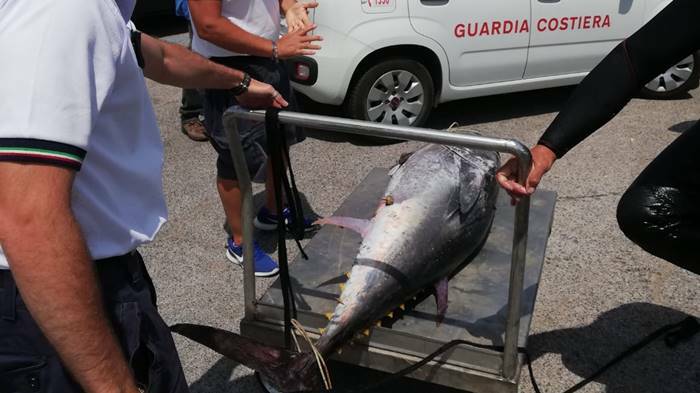 Formia, Tonno rosso pronto per essere rivenduto al mercato nero: maxi multa a un pescatore