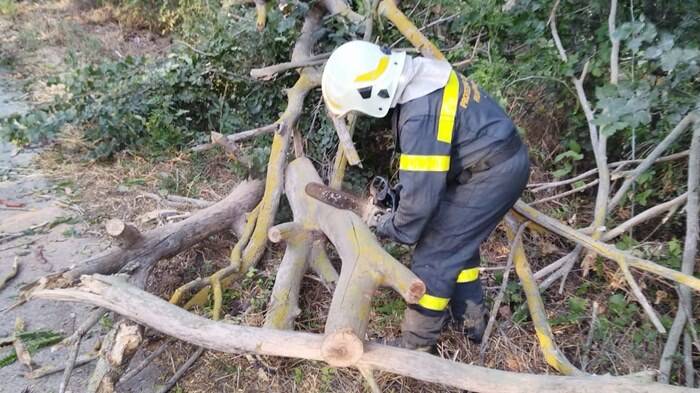 Fiumicino, albero cade su via Portuense: code e rallentamenti