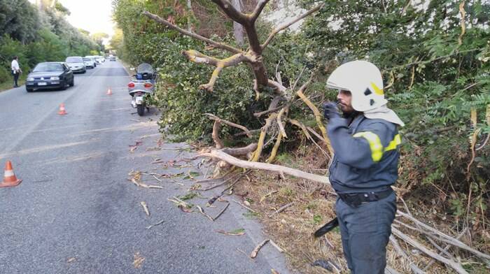 Fiumicino, albero cade su via Portuense: code e rallentamenti