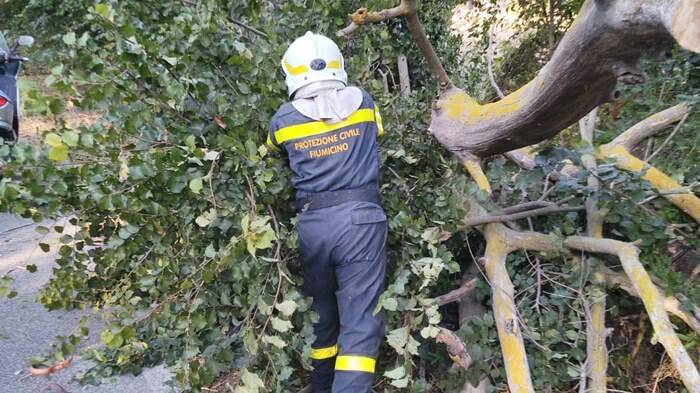 Fiumicino, albero cade su via Portuense: code e rallentamenti