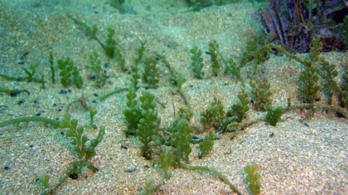 “Sentinelle del mare”: pescatori e ricercatori insieme contro l’alga infestante
