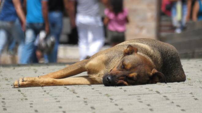 Contro la piaga dei cani abbandonati d’estate, l’appello dell’Associazione Marilù di Pomezia