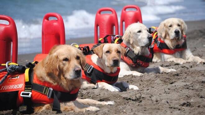 Cani bagnini in azione sul litorale laziale:  ecco dove da Montalto a Sperlonga