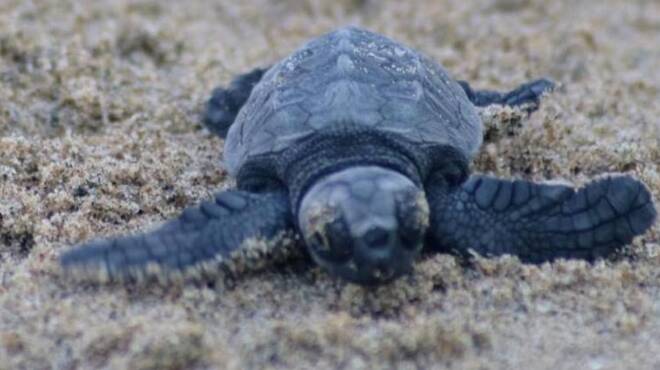 Fondi, conclusa la schiusa di Caretta Caretta: 83 tartarughe raggiungono il mare