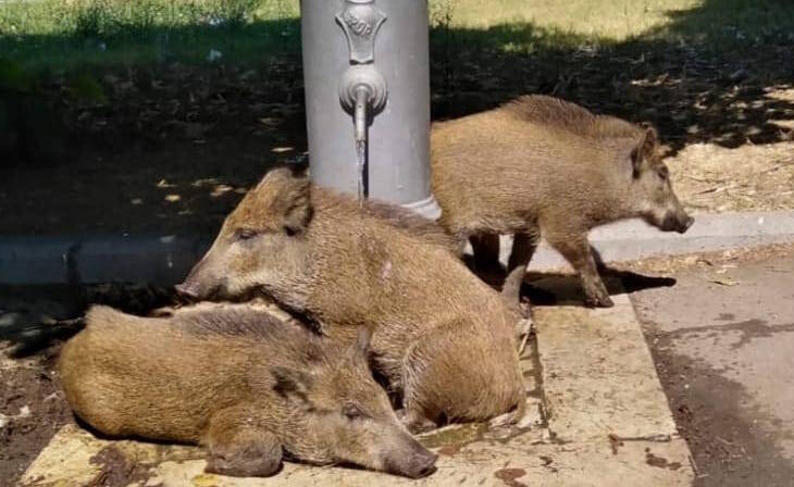 Peste suina e carcasse di cinghiali a Roma, il Wwf: “Non trasformiamo le aree verdi in riserve di caccia”