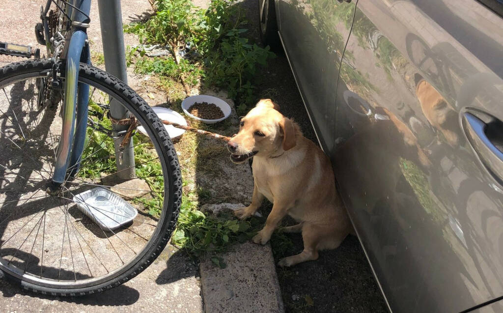 Roma, cucciolo abbandonato e legato sotto il sole: adottato dal poliziotto che lo ha salvato