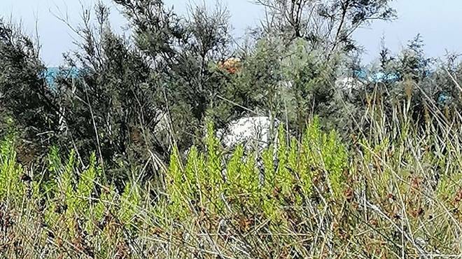 Dune di Passoscuro, Severini: “Abbandonate al degrado tra accampamenti abusivi e rifiuti”