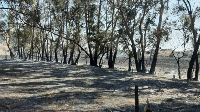 Incendio a Torvaianica, le fiamme minacciano le abitazioni: in fumo 5 ettari di pineta