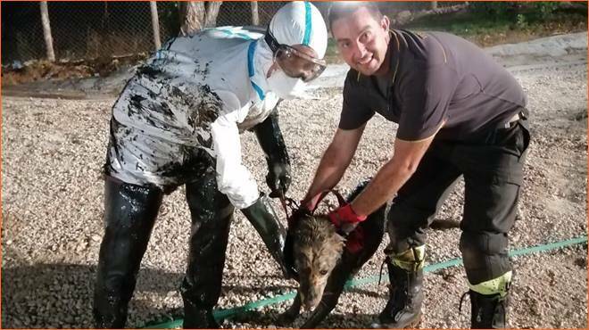 Labrador cade in un fossa biologica e non riesce ad uscirne: salvato dai Vigili del Fuoco