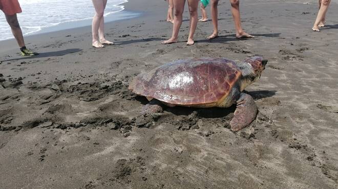 Non solo turisti: sulle spiagge di Ladispoli e Cerveteri tornano le tartarughe marine