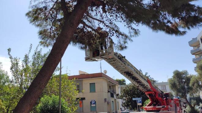Civitavecchia, albero pericolante su via Sabatini: vigili del fuoco in azione