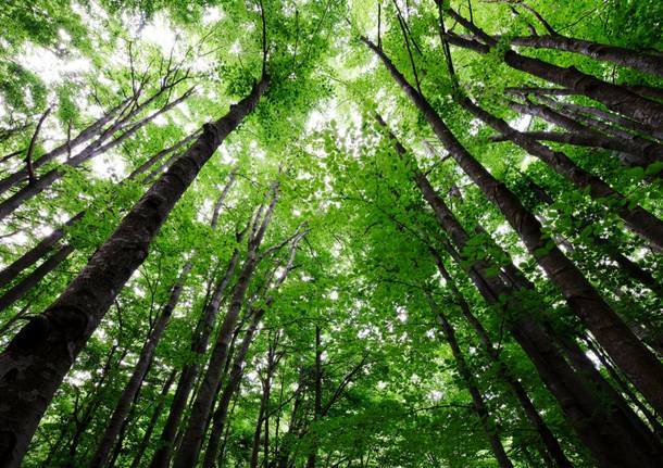 Civitavecchia, i cittadini lanciano una petizione online per salvare il bosco del Marangone