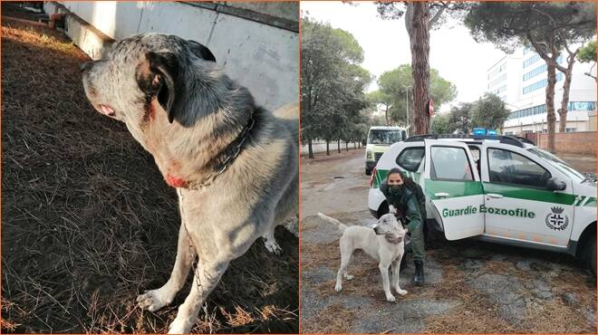 Ostia, erano legati e feriti da giorni: salvati 2 cani dalla Guardia Zoofila
