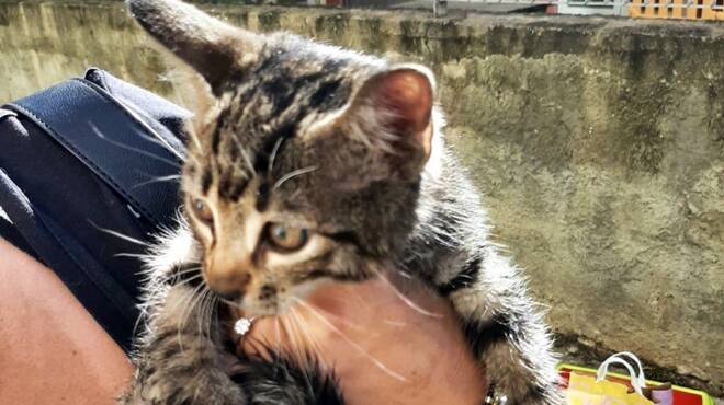 “Miagolava da sotto il parabrezza di un’auto”: salvato un gattino a Civitavecchia