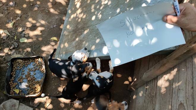 Ritrovamento shock nelle campagne di Latina: cuccioli “allevati” tra calcinacci e rifiuti