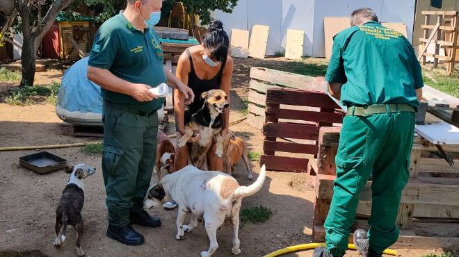 Ritrovamento shock nelle campagne di Latina: cuccioli “allevati” tra calcinacci e rifiuti