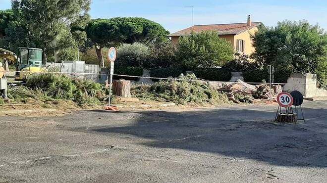 Ladispoli, il M5S: “I pini abbattuti in largo del Verrocchio erano in salute”
