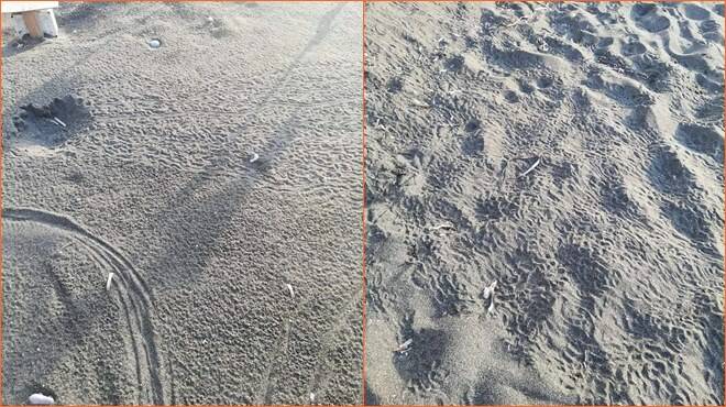 Ventotene, si schiudono le uova di tartaruga a Calanave: sulla spiaggia gusci rotti e piccole orme