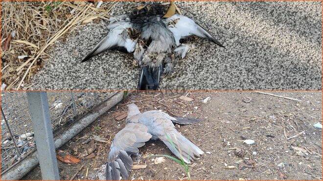 uccelli morti