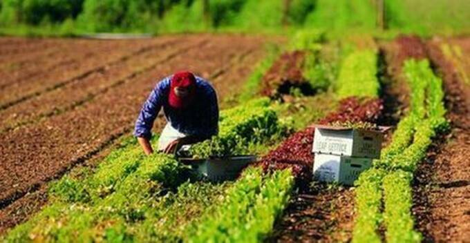 Coldiretti Lazio: “Bonus made in Lazio rappresenta un sostegno all’intera filiera agroalimentare”