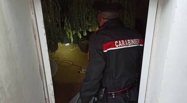 Pomezia, in cantina nasconde oltre cento piantine di marijuana: arrestato