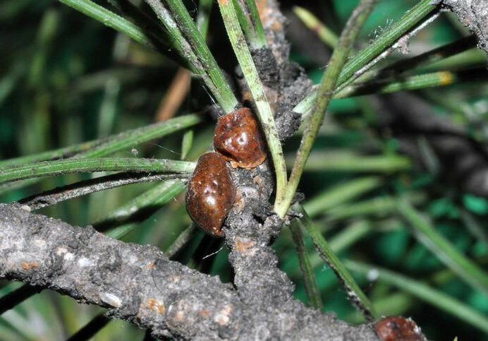 Ostia, 5000 coccinelle nella Pineta di via Mar Rosso: combatteranno la cocciniglia