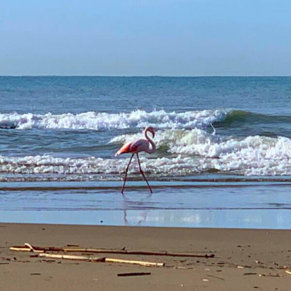 Ardea, incontro ravvicinato con un fenicottero rosa a passeggio sulla spiaggia