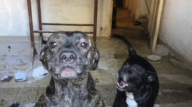 Ardea, il proprietario è in prigione e i cani restano soli nel degrado: intervengono le forze dell’ordine