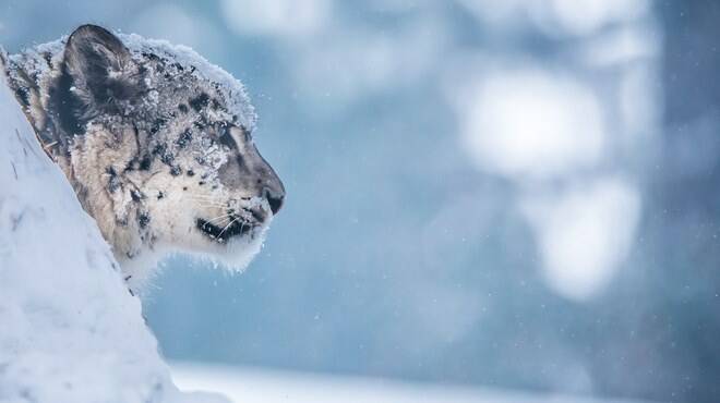 Allarme clima, il Wwf: il leopardo delle nevi rischia di perdere casa e di scomparire