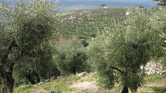 Latina, raccolta delle olive: per il Capol l’olio sarà poco ma buono