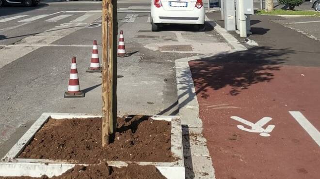 Torvaianica, iniziata la messa a dimora di 50 nuovi alberi in via Carlo Alberto Dalla Chiesa