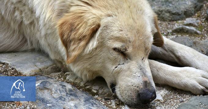 Cani e padroni insieme anche dopo la morte: a Milano possono riposare nella stessa tomba