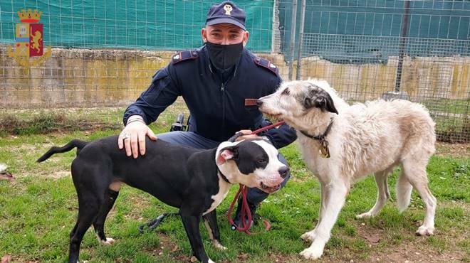 Roma, sorpresa dalla Polizia mentre prende a calci i suoi due cani: denunciata