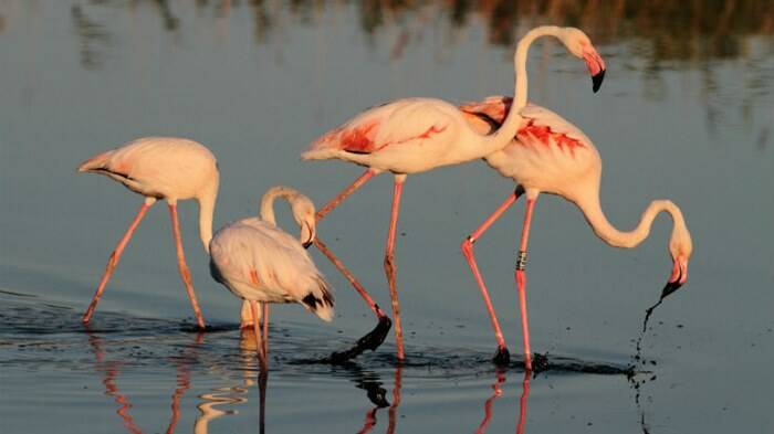 Nell’Oasi Wwf delle Vasche di Maccarese tornano i fenicotteri rosa