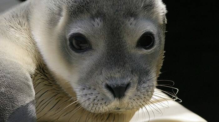 La foca monaca torna nei mari delle isole alle Pelagie
