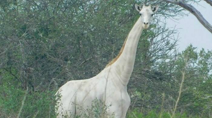 Kenya, l’ultima giraffa bianca del mondo munita di Gps contro i bracconieri
