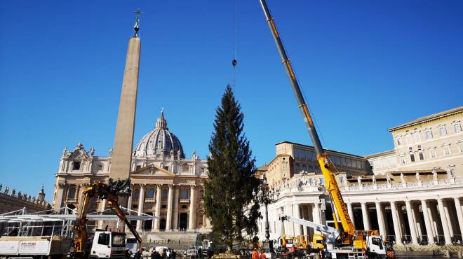 Natale work in progress in piazza San Pietro: al via l’allestimento di albero e presepe