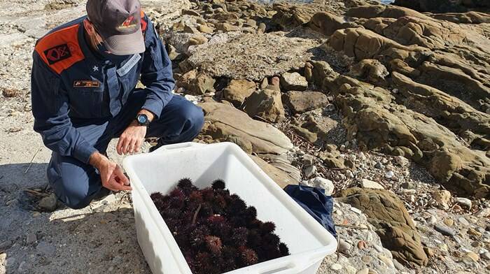 Santa Marinella, sequestrati centinaia di ricci di mare pescati di frodo