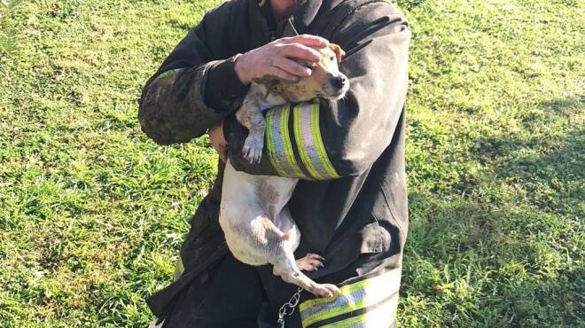 Precipita in un pozzo, cucciolo salvato dai pompieri