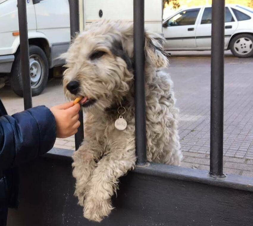 Le disperate ricerche dei volontari di Ostia per riportare a casa il cagnolino Lucky