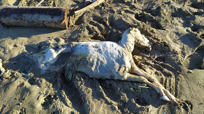 Fregene, le mareggiate trascinano a riva rifiuti e anche la carcassa di una pecora
