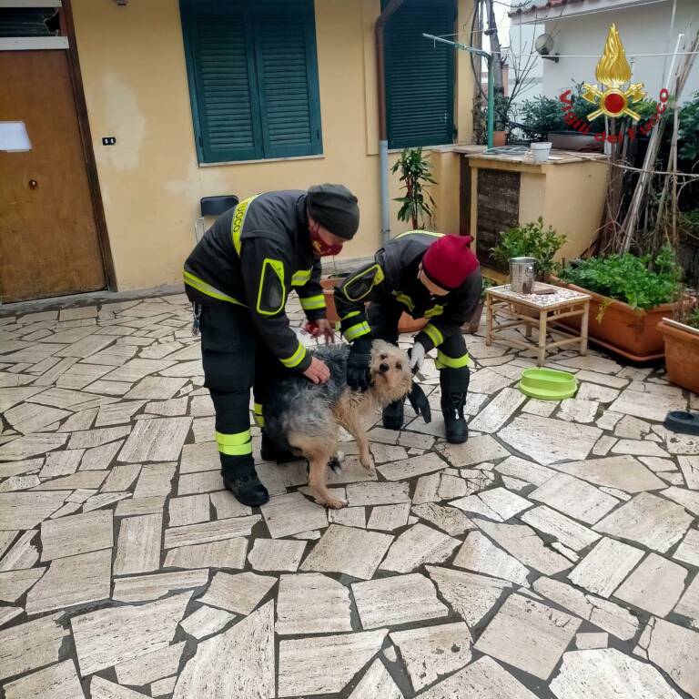 Santa Marinella, cane abbandonato in casa abbaia per 4 giorni, salvato dai pompieri