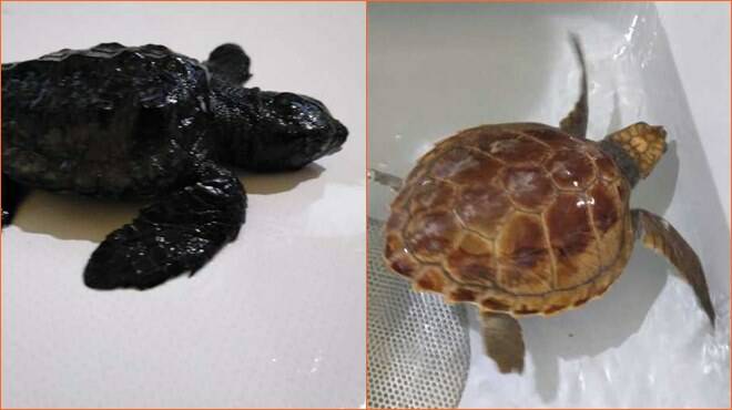 Due piccole tartarughe salvate dalla mareggiata sul litorale romano