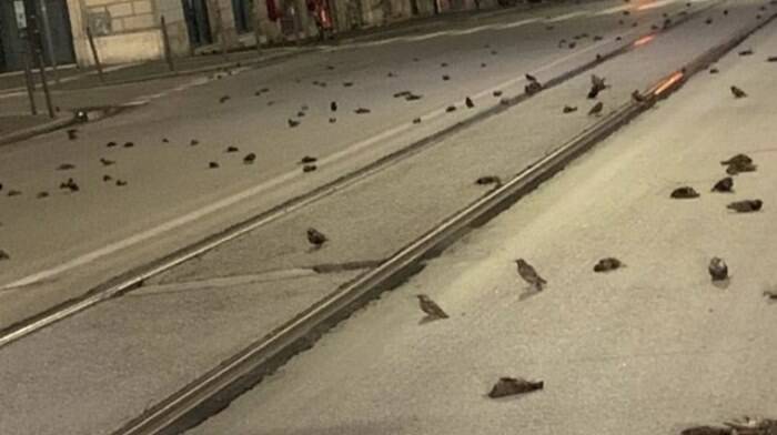 Strage di uccelli a Roma, l’Oipa: “Vietare la vendita di botti: è una questione di civiltà”