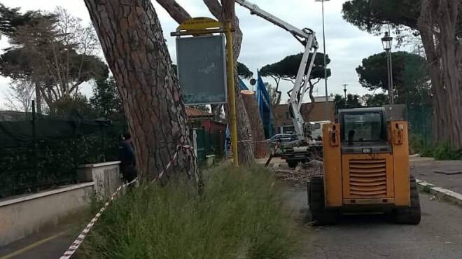 Roma, l’appello di Santori e Picca a Raggi: “Stop all’abbattimento degli alberi”