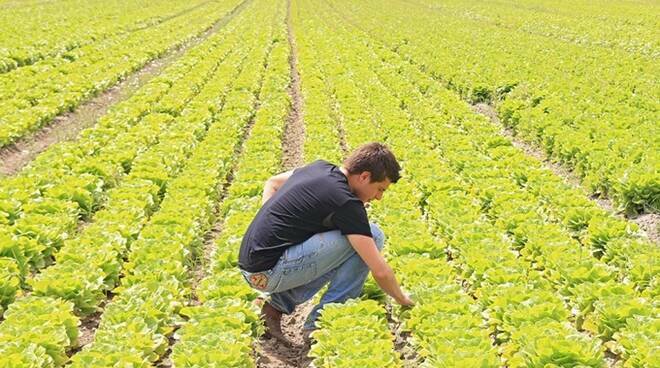 Dipartimento Lega Lazio: “La Regione ascolti il grido d’allarme dei giovani agricoltori”