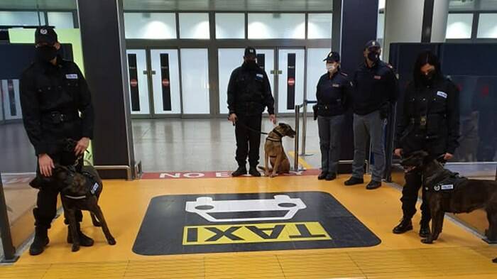 Cani anti-covid in aeroporto: esperimento a Fiumicino