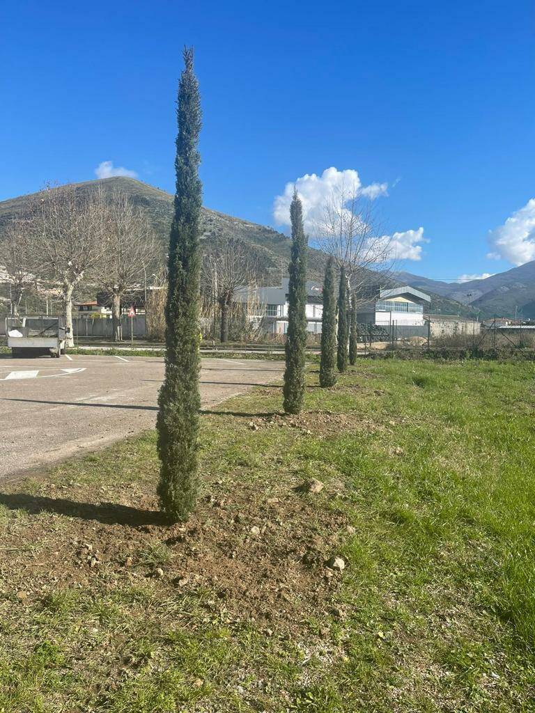 Un boschetto di cipressi in memoria delle vittime del Covid al cimitero di Fondi