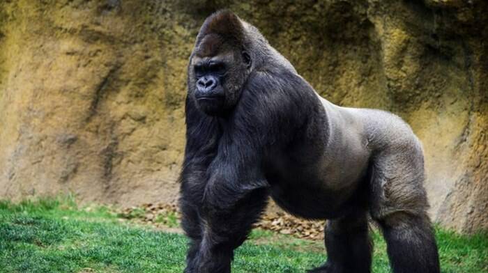 Nello zoo di Praga un gorilla e due leoni positivi al Covid-19